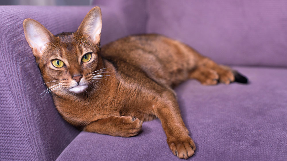 абиссинская кошка с пушистым хвостом