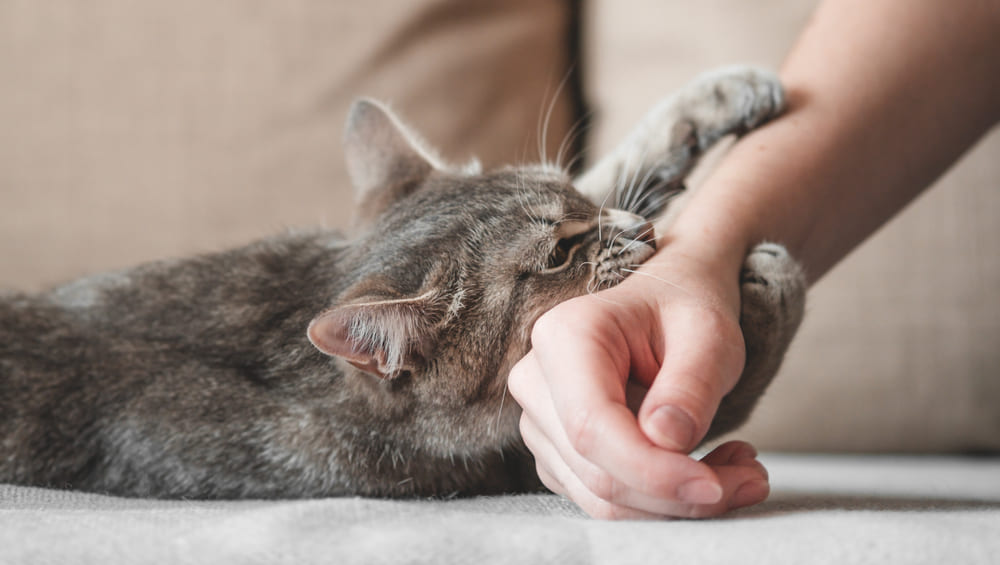 Почему кошка орет: причины, почему может громко мяукать днем и ночью
