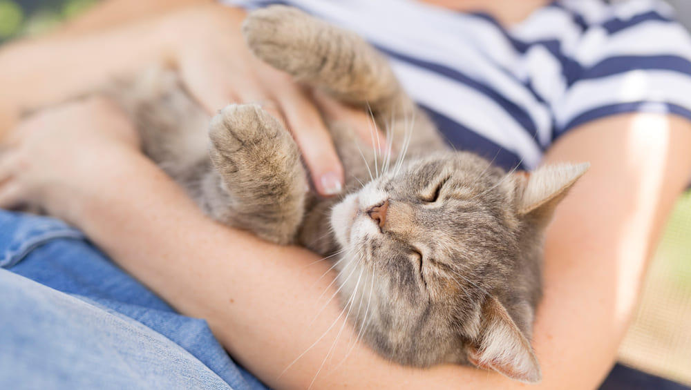 Почему кошка орет: причины, почему может громко мяукать днем и ночью