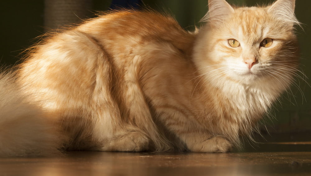 Самые спокойные и ласковые породы кошек: 15 дружелюбных пород
