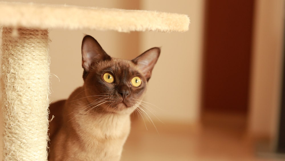 Самые спокойные и ласковые породы кошек: 15 дружелюбных пород