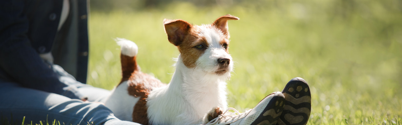 Top 10 dog breeds for allergy sufferers