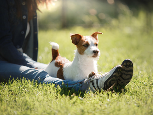 Рейтинг пород собак для людей с аллергией на собачью шерсть