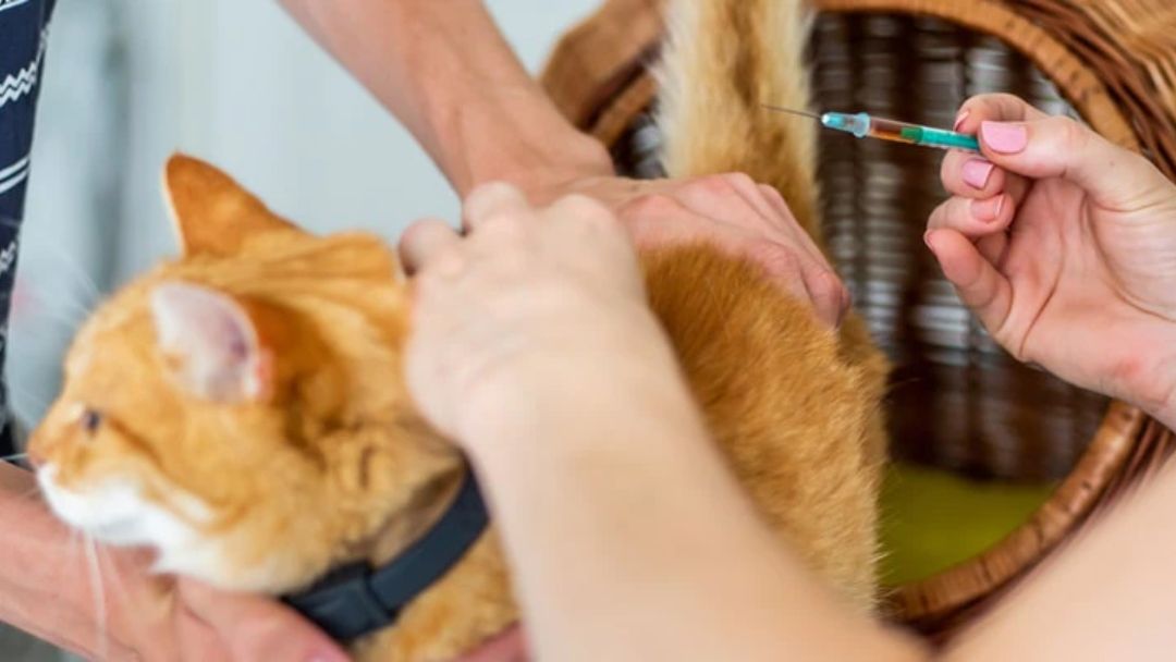 www.purina.ru