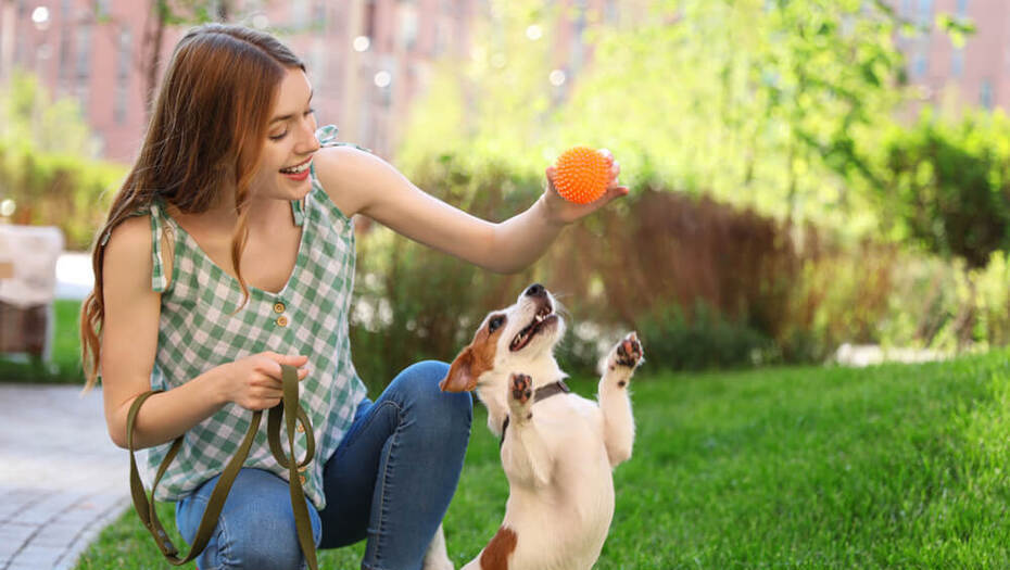 Щенок играется