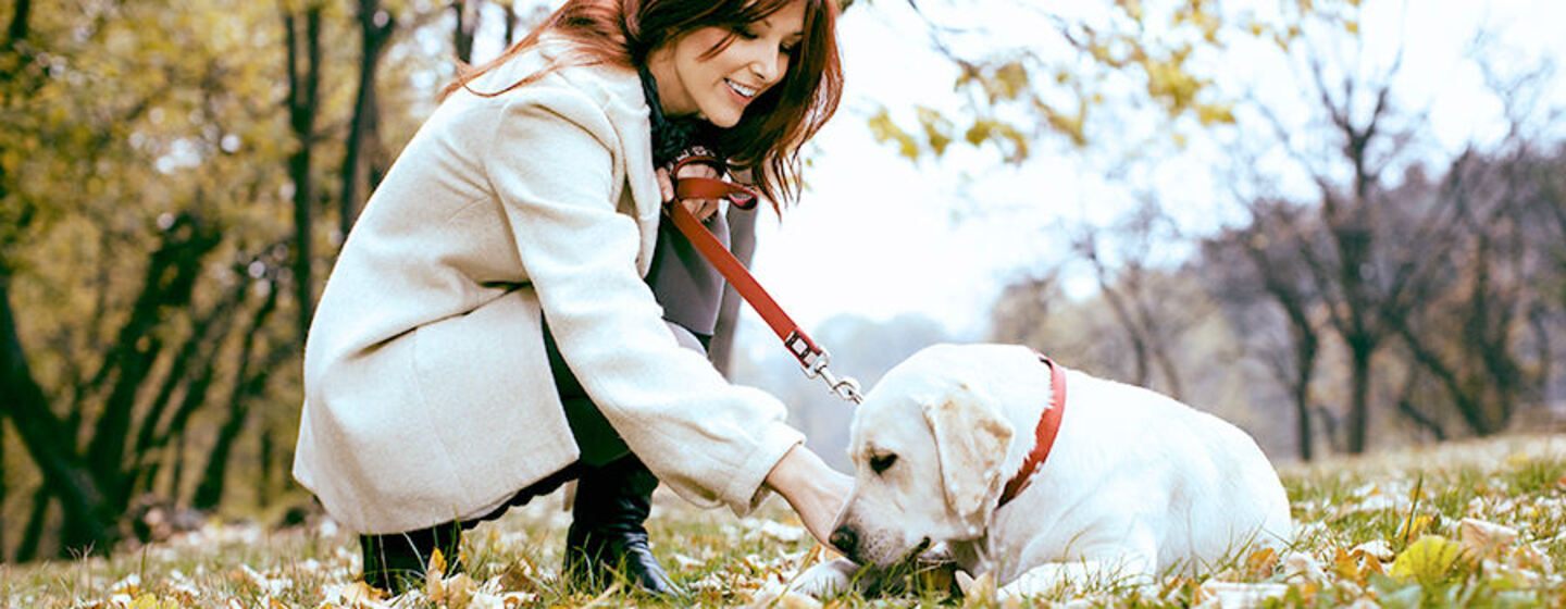 Беременность собак: какие симптомы, роды, уход за беремнной собакой