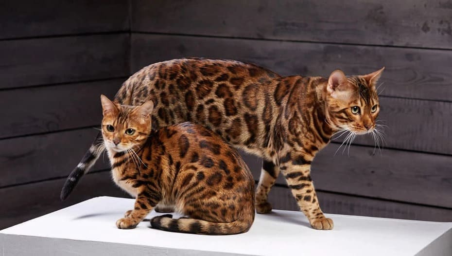 Бенгальская кошка