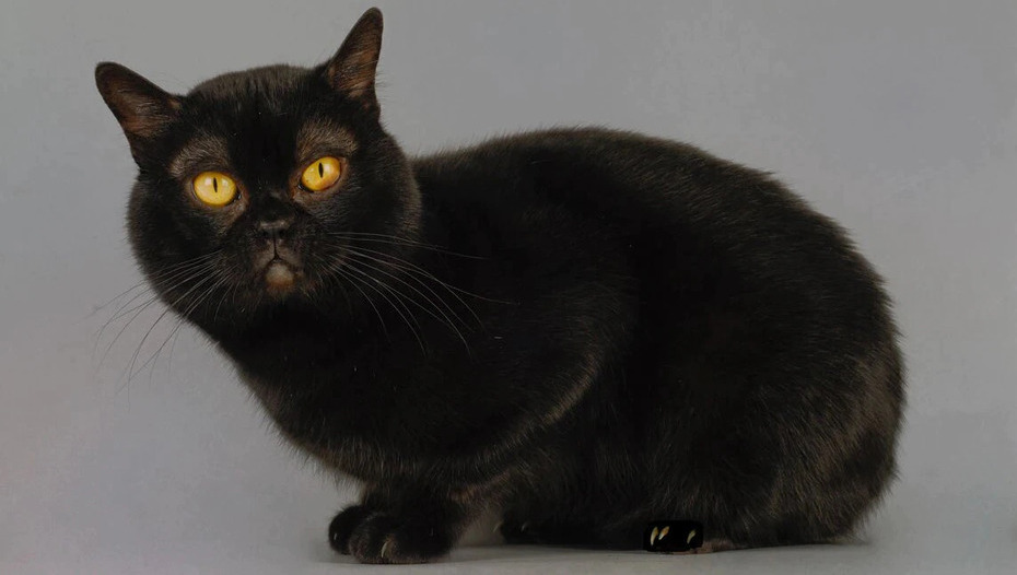 Бомбейская кошка