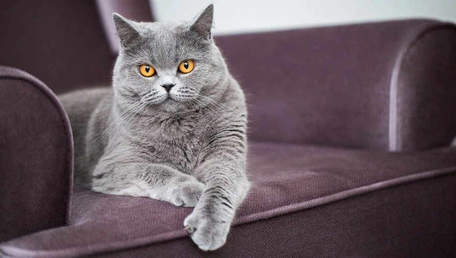 Британская короткошёрстная кошка