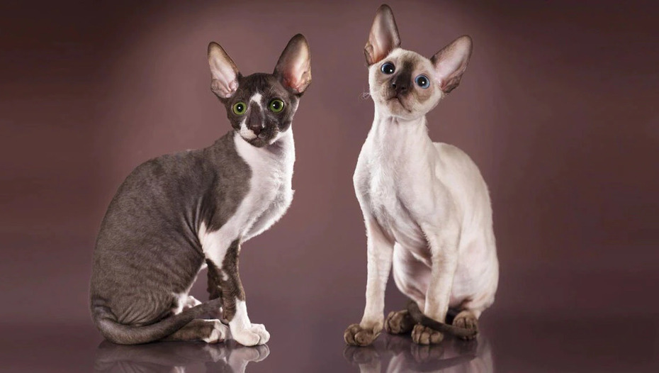 Корниш-рекс