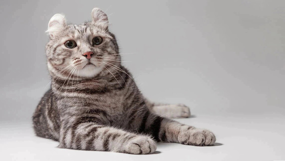 Американский кёрл