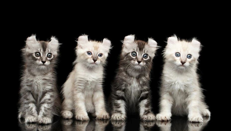 Американский кёрл