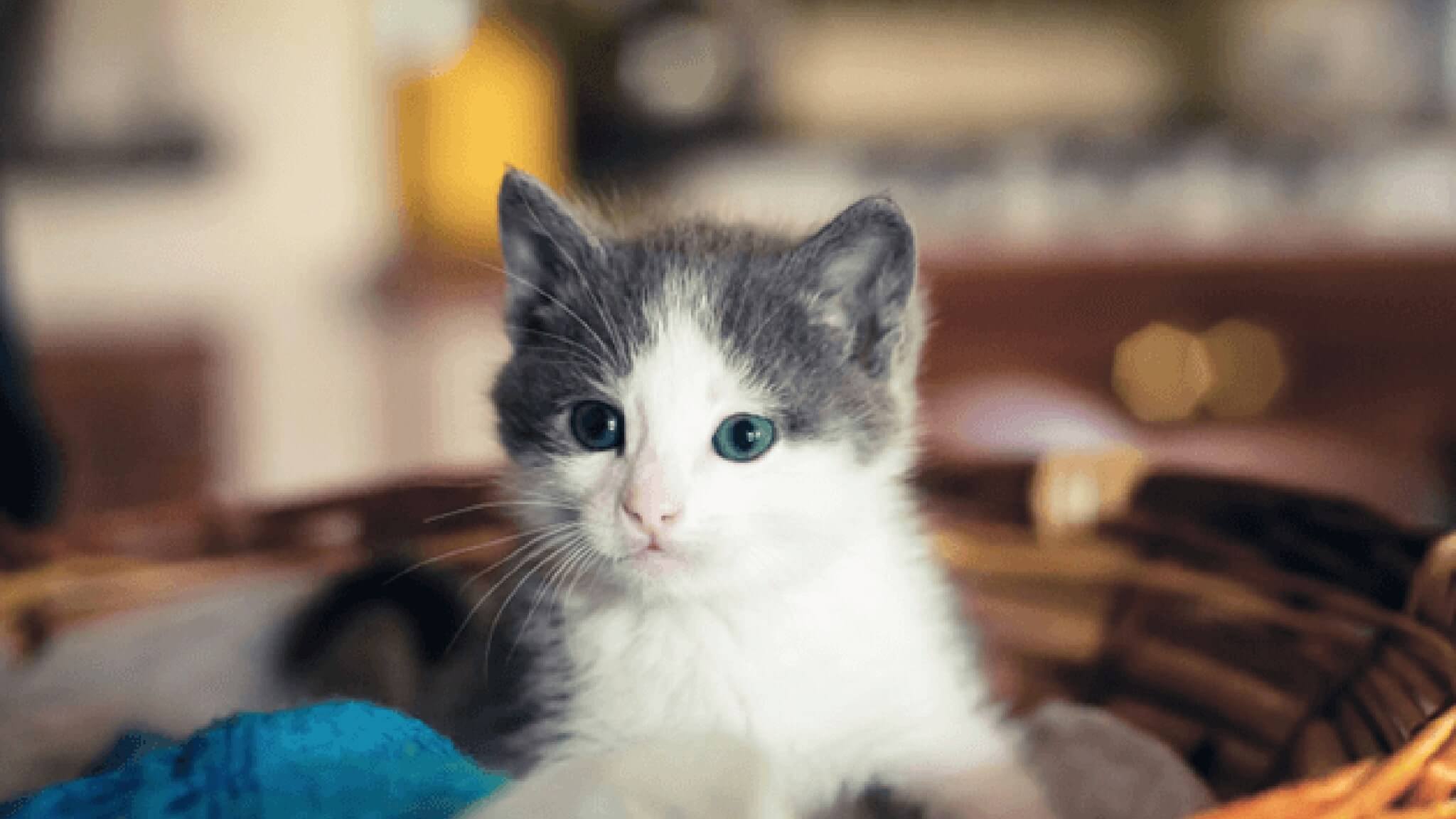 Маленький белый котёнок с серыми ушками в корзине