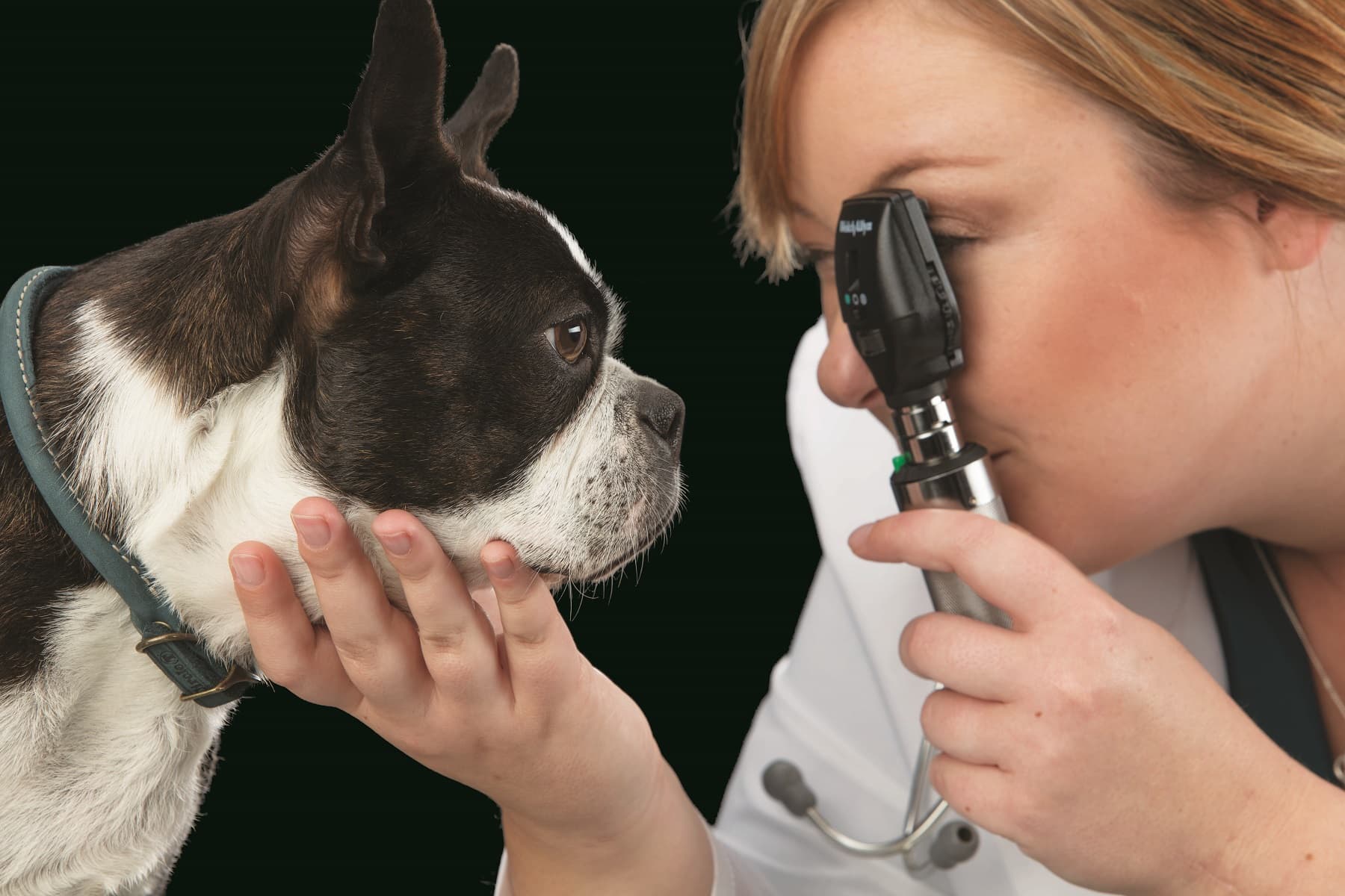 Ветеринар проверяет зрение у собаки