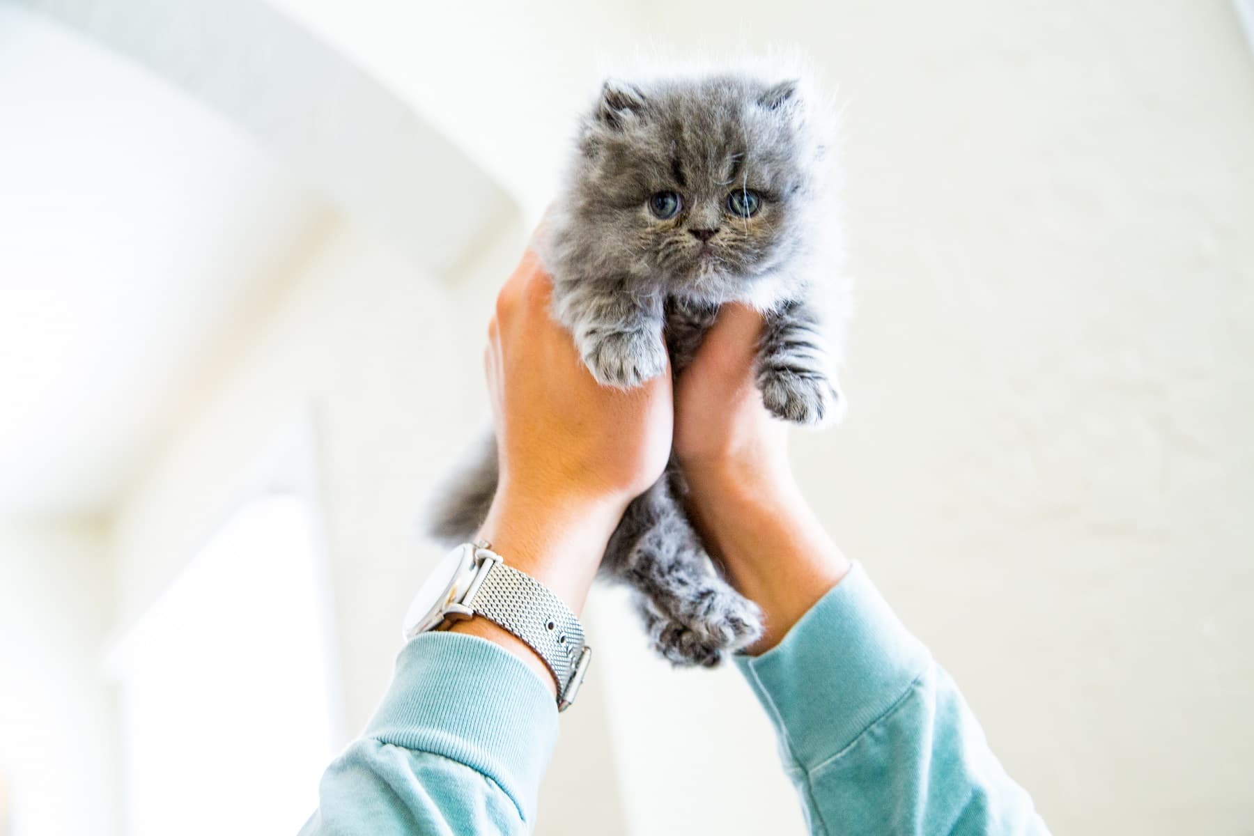 Серый котенок в руках хозяина