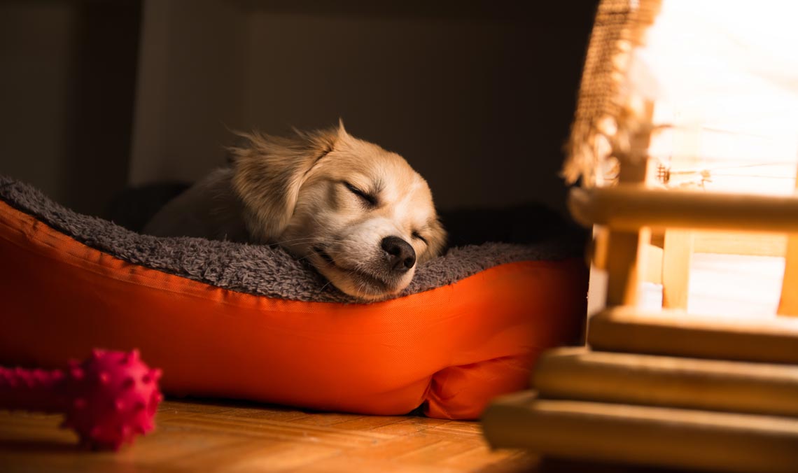 Сон щенка: сколько должен спать, как выбрать лежанку и где разместить