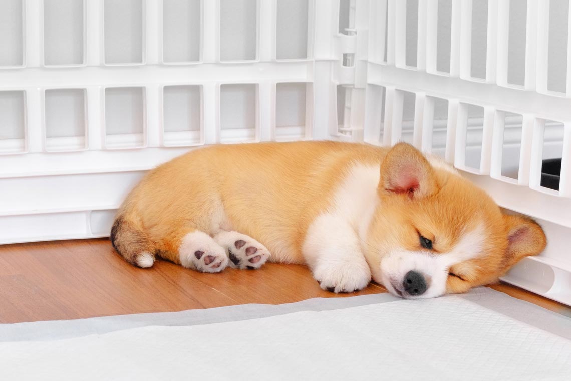 Спящий корги фото. Как приучить щенка спать