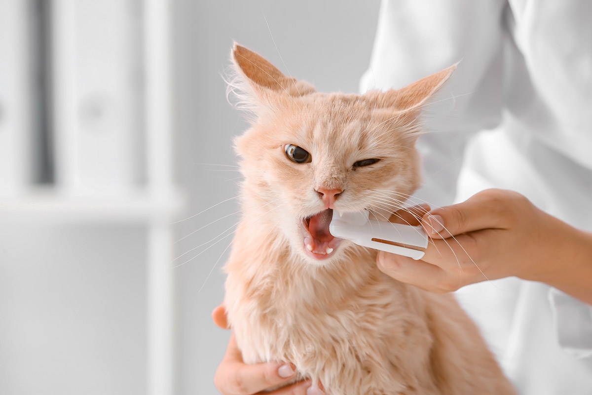 Кошке чистят зубы