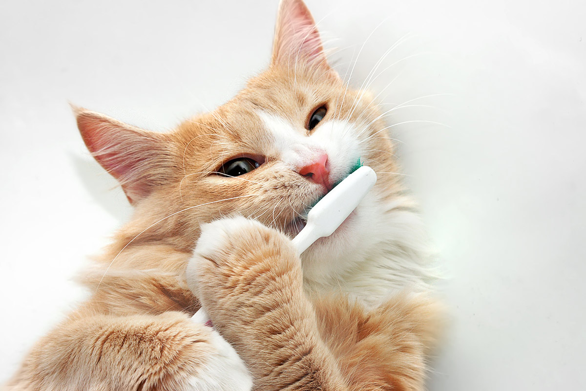 Гигиена кошачьих зубов - Purina.ru