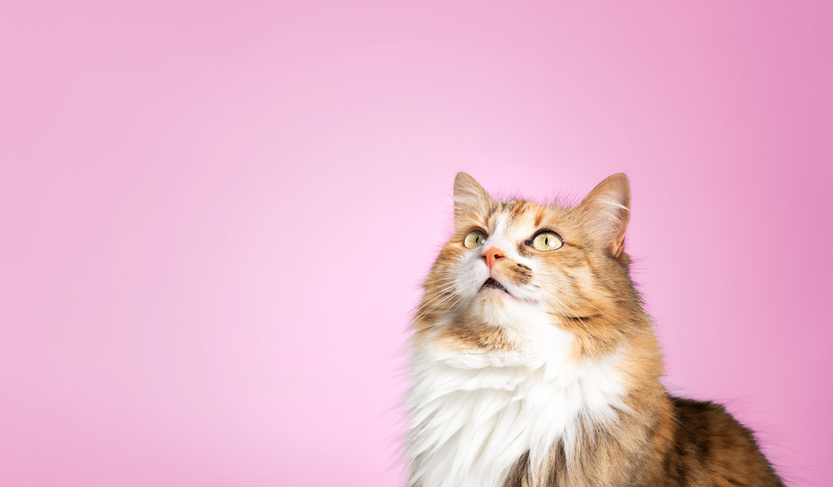 Пушистая кошка на розовом фоне