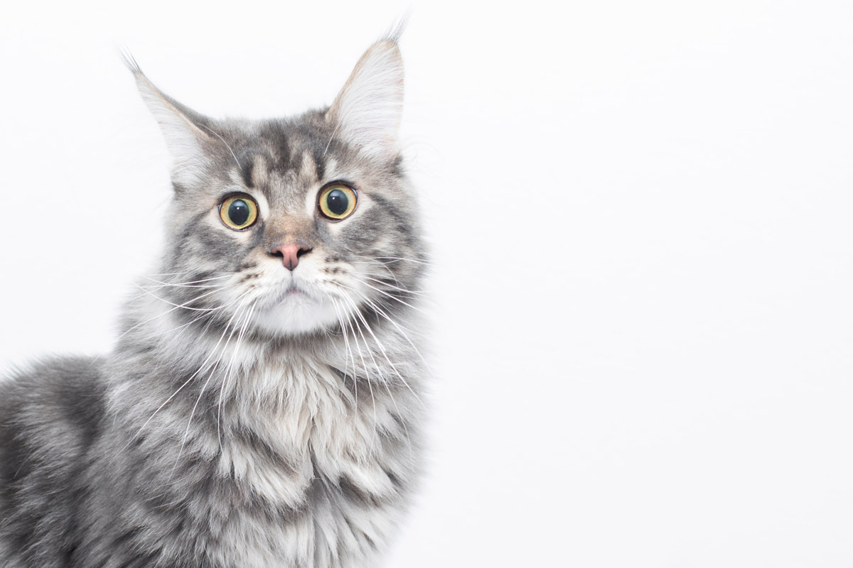 Порода кошек Рэгдолл: описание, характер, содержание и уход