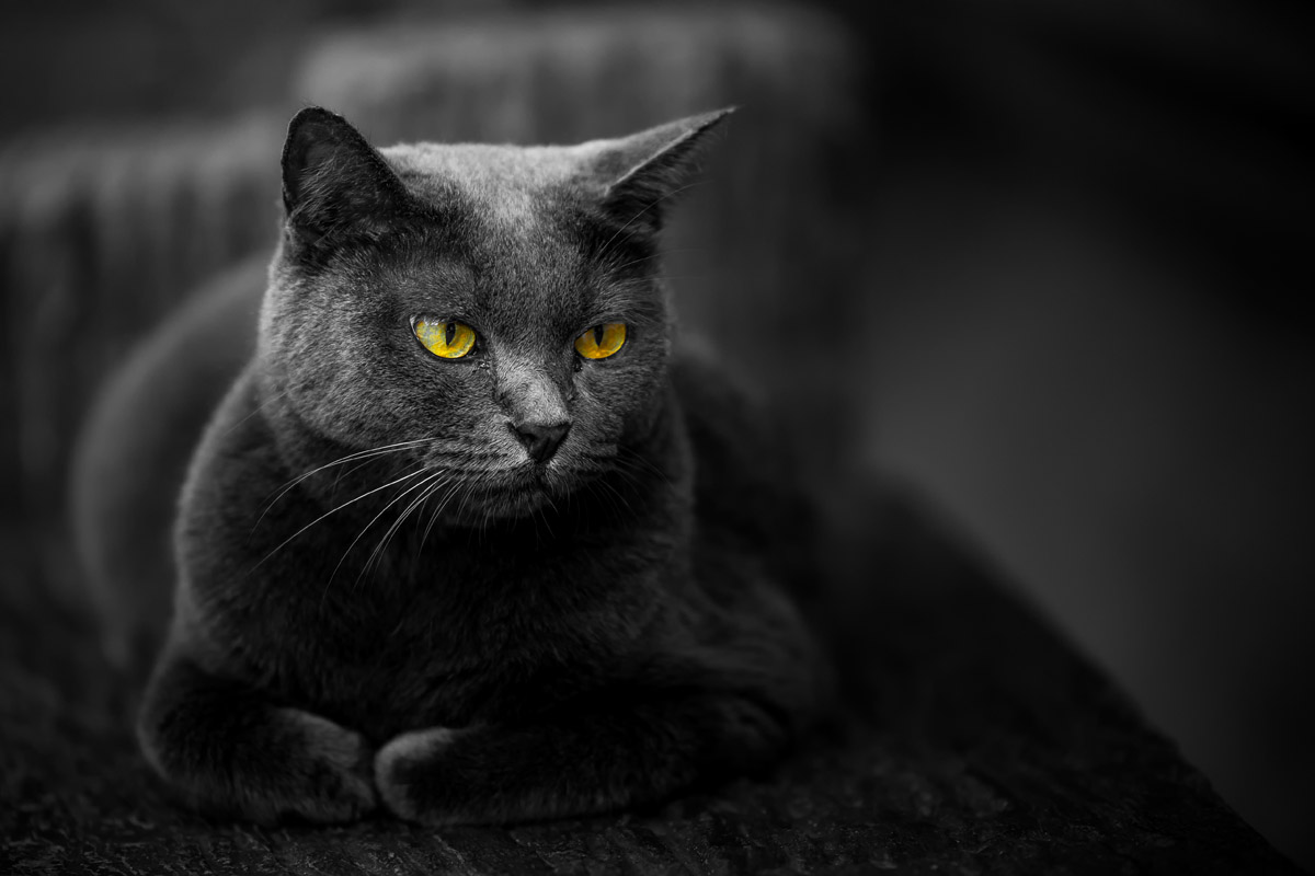 Кошка: мифы и заблуждения - Purina.ru