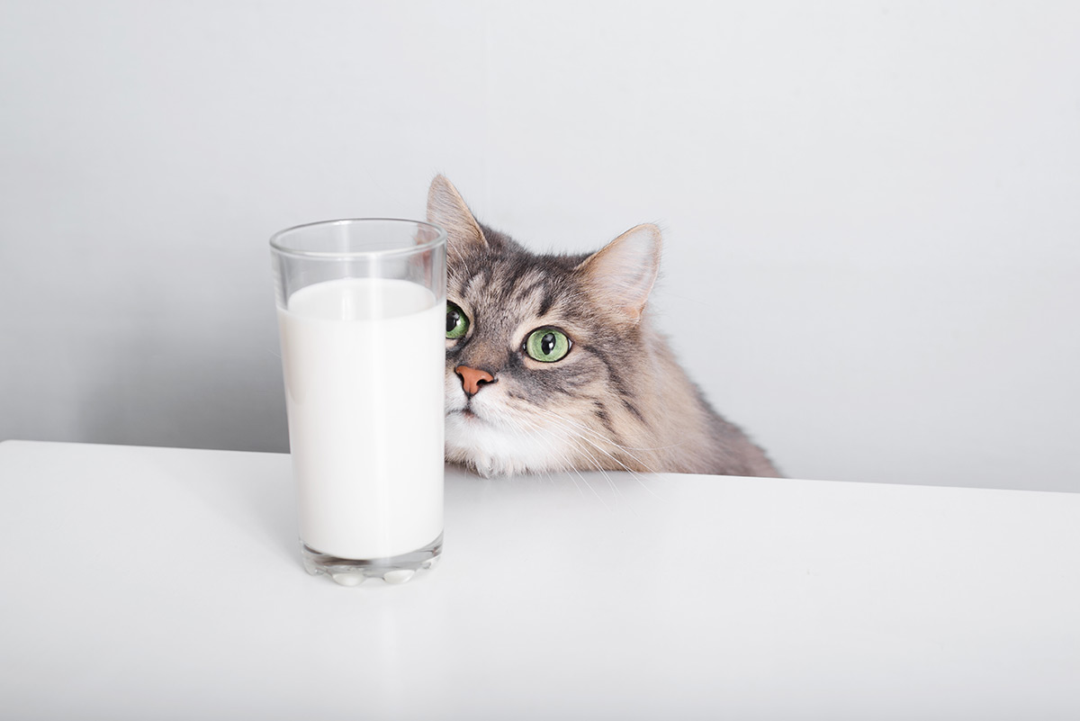 кот с молоком