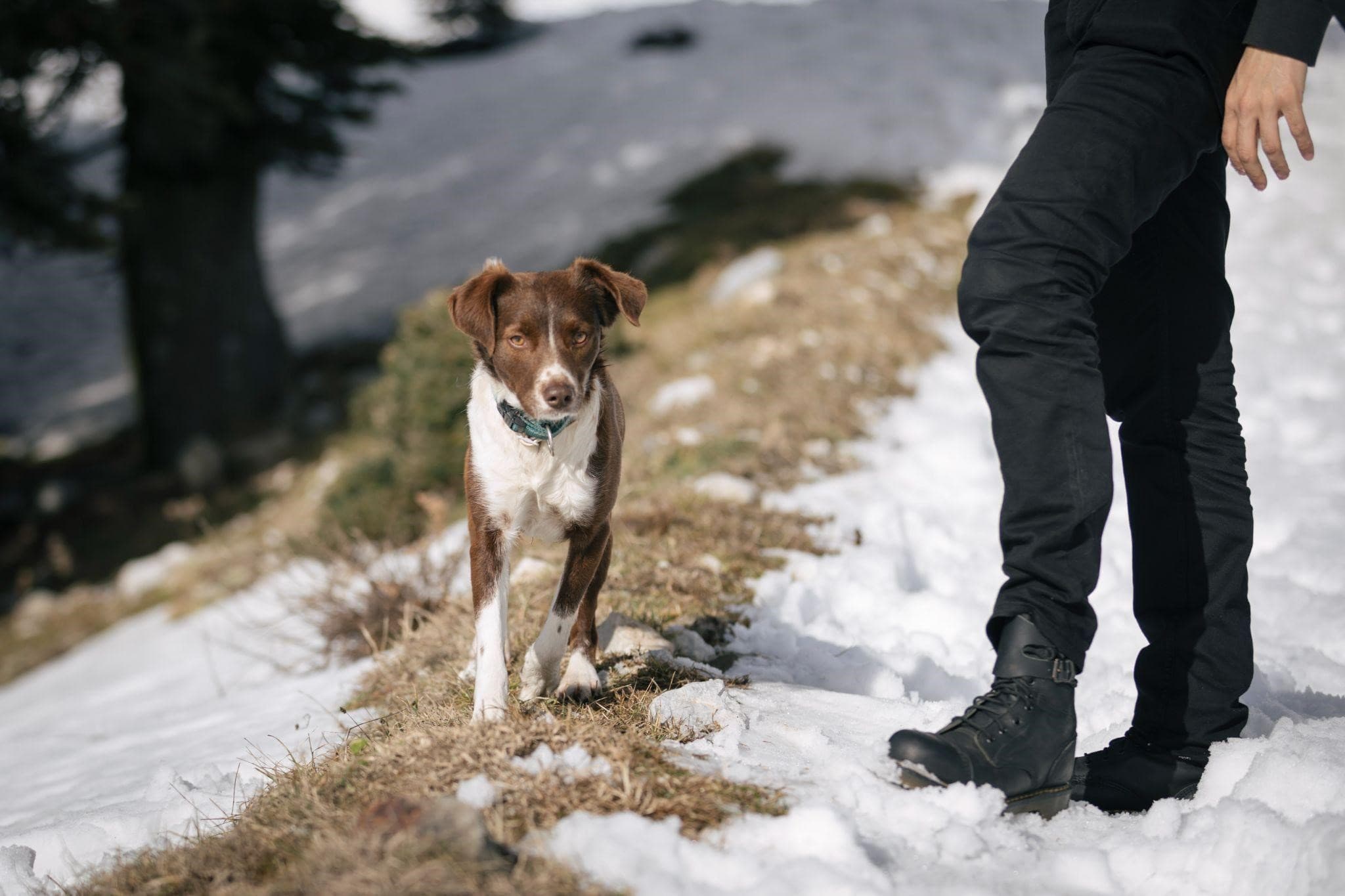 Собака на зимней прогулке
