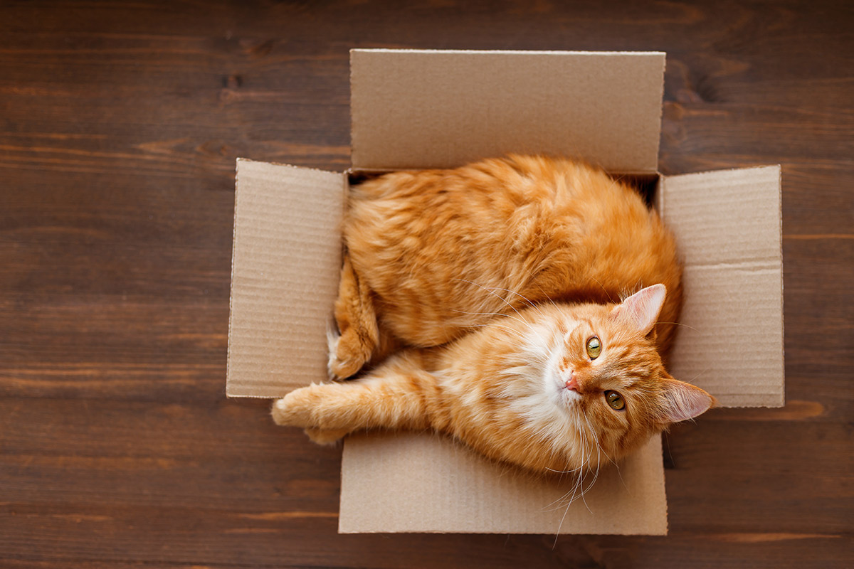 Кошка лежит в коробке