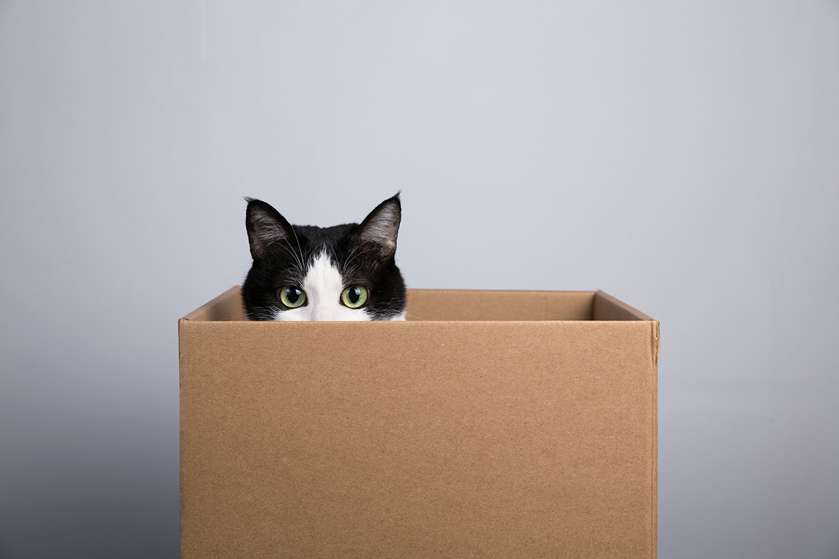 Почему кошки любят коробки - Purina.ru