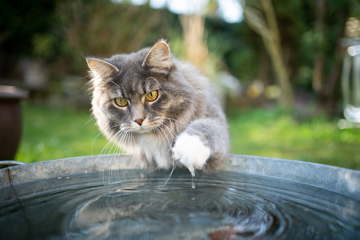 Кошка трогает лапой воду