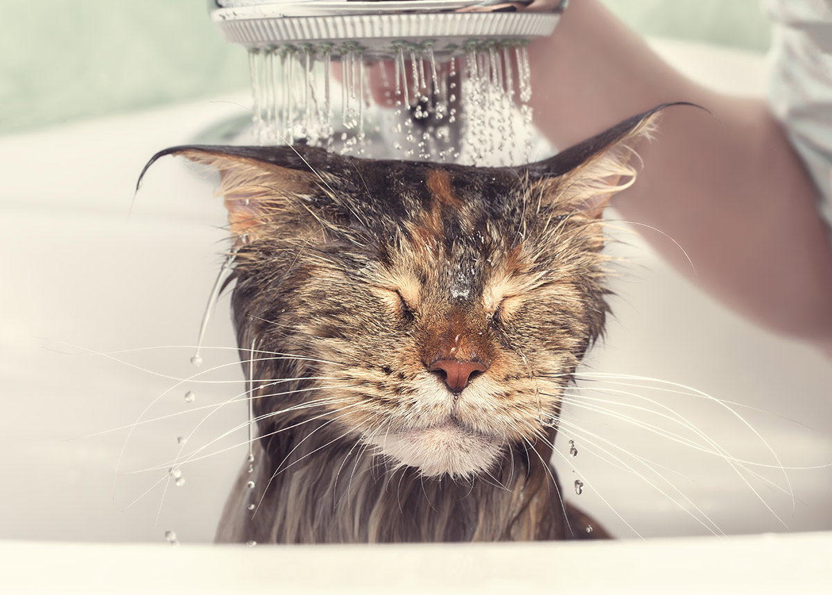 Почему кошки ненавидят воду: удивительная тайна этих плавающих созданий