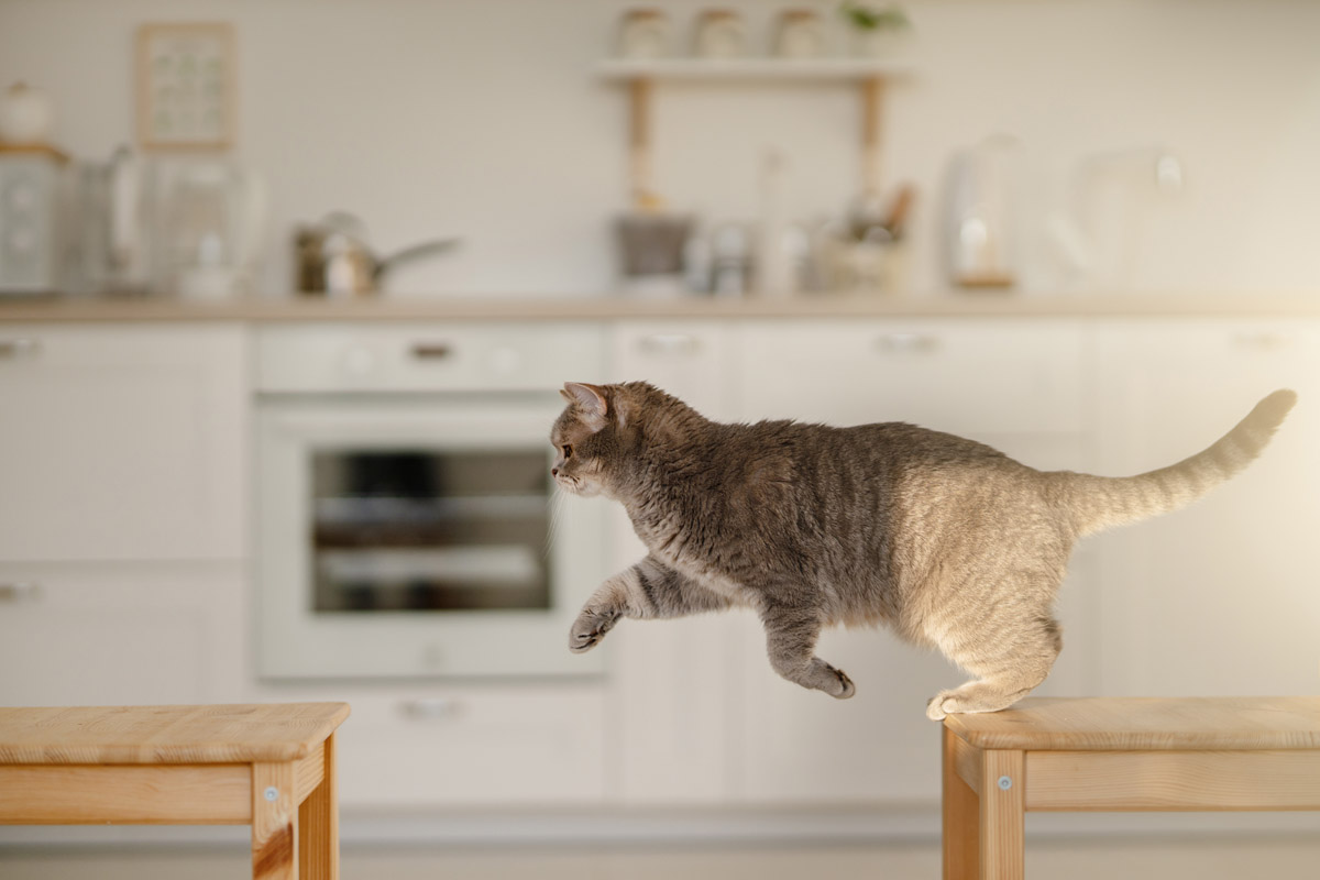 Почему кошки всегда приземляются на лапы - Purina.ru