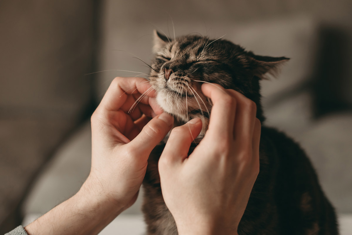 Эмоциональные потребности кошки - Purina.ru