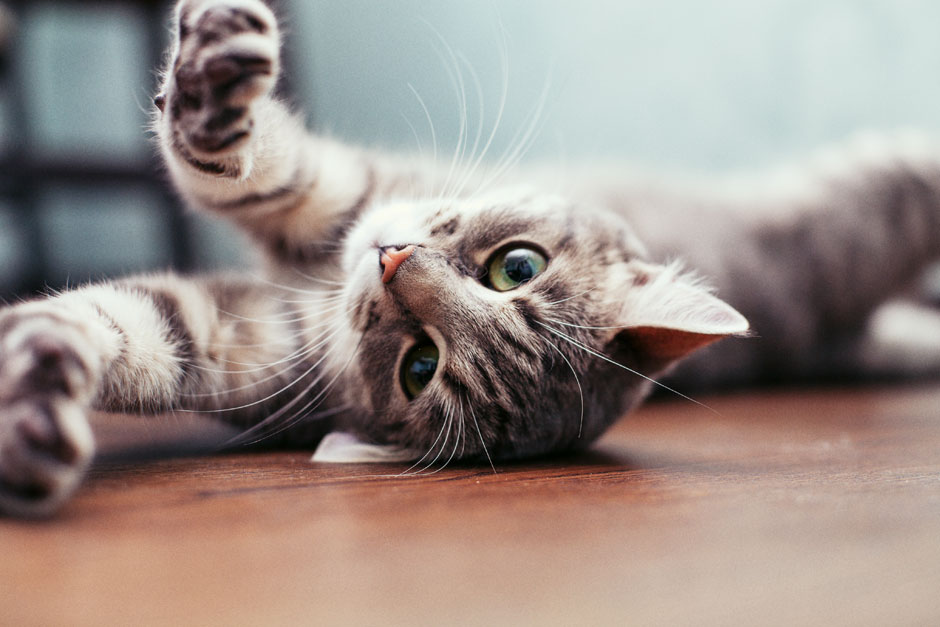 котик лежит на спине