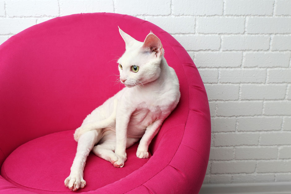 котик в красном кресле
