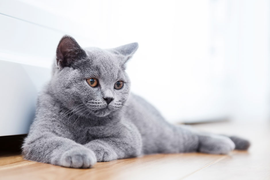 британская кошка