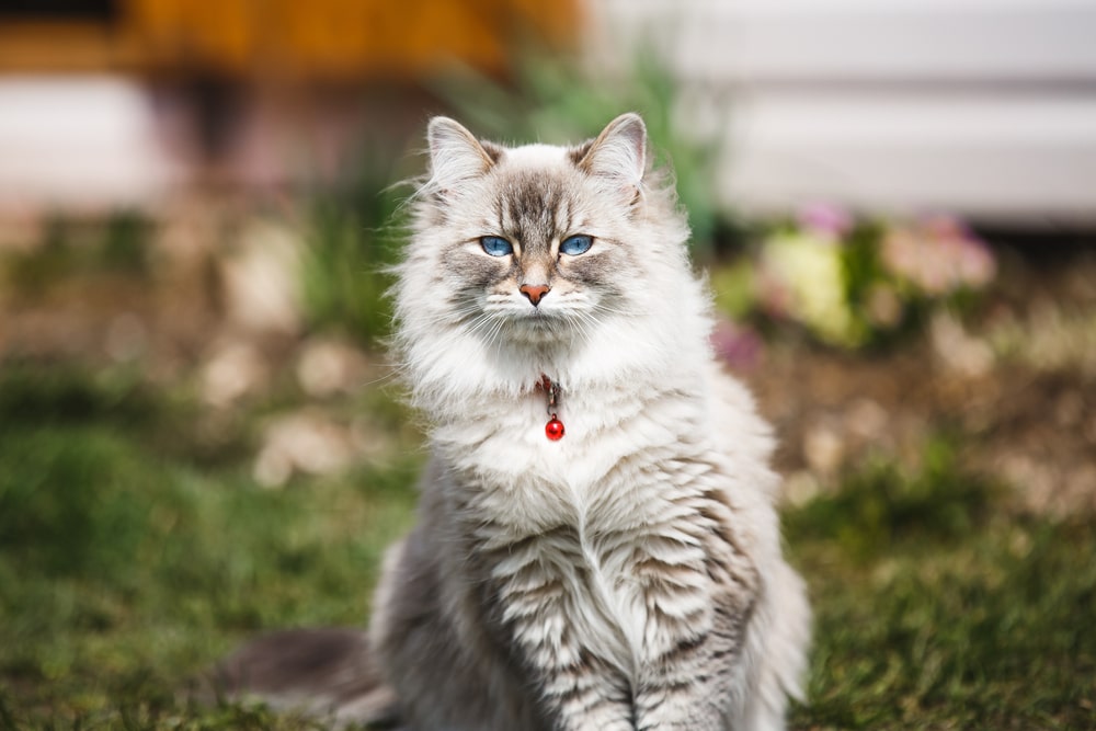 невская кошка окрас блю-пойнт