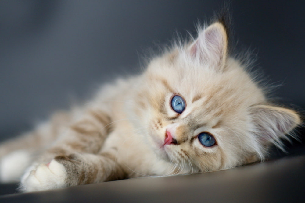 невская котенок окрас рэд-пойнт