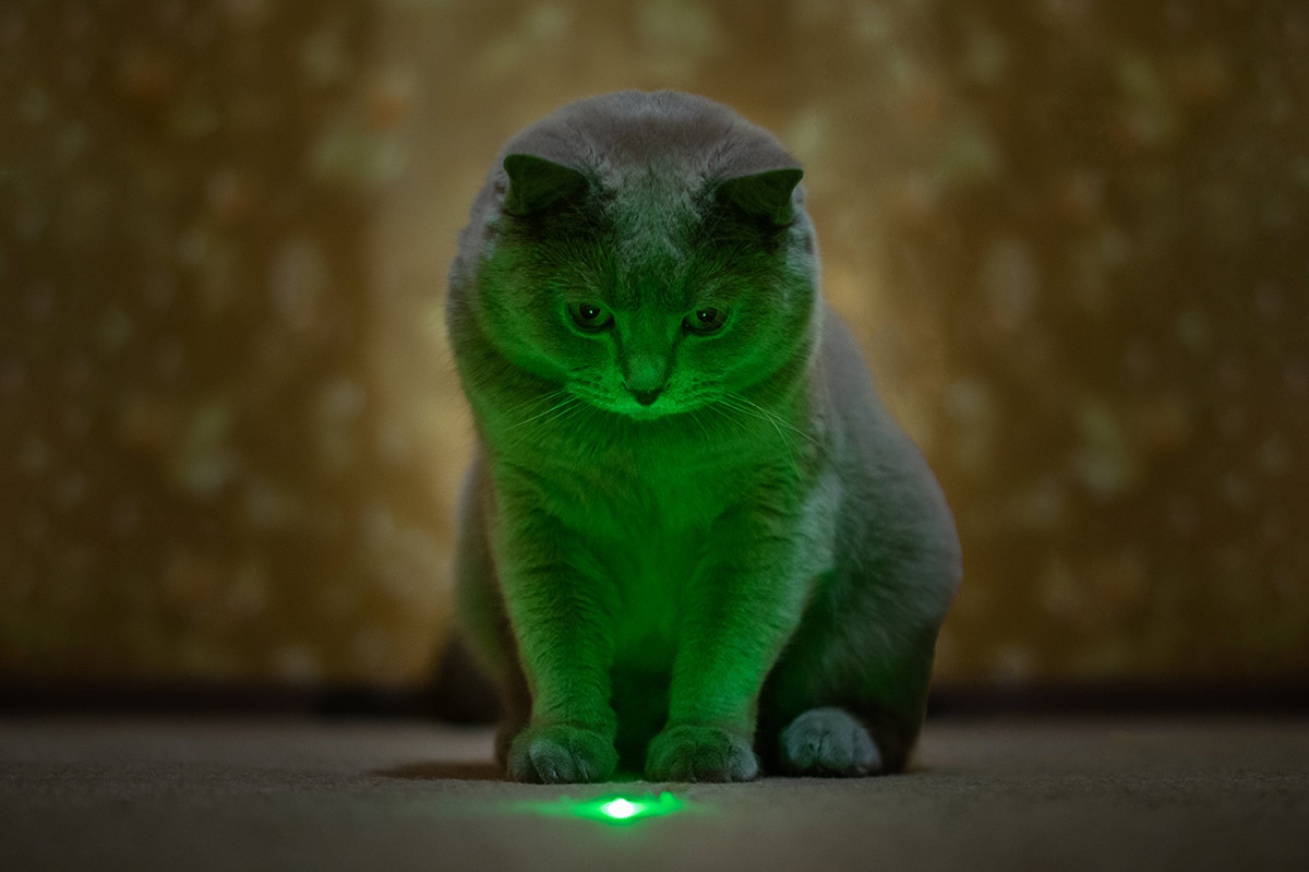 кот играет с лазером