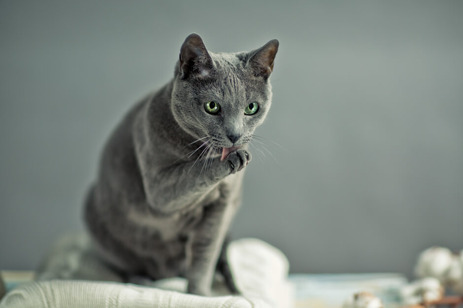 Русская голубая кошка