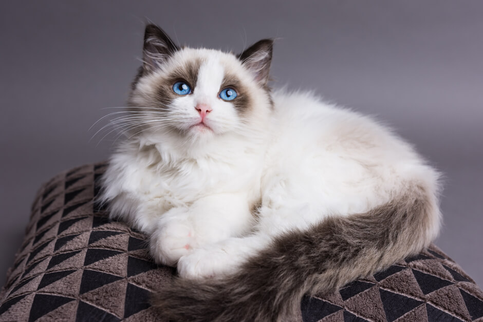 двухцветная кошка