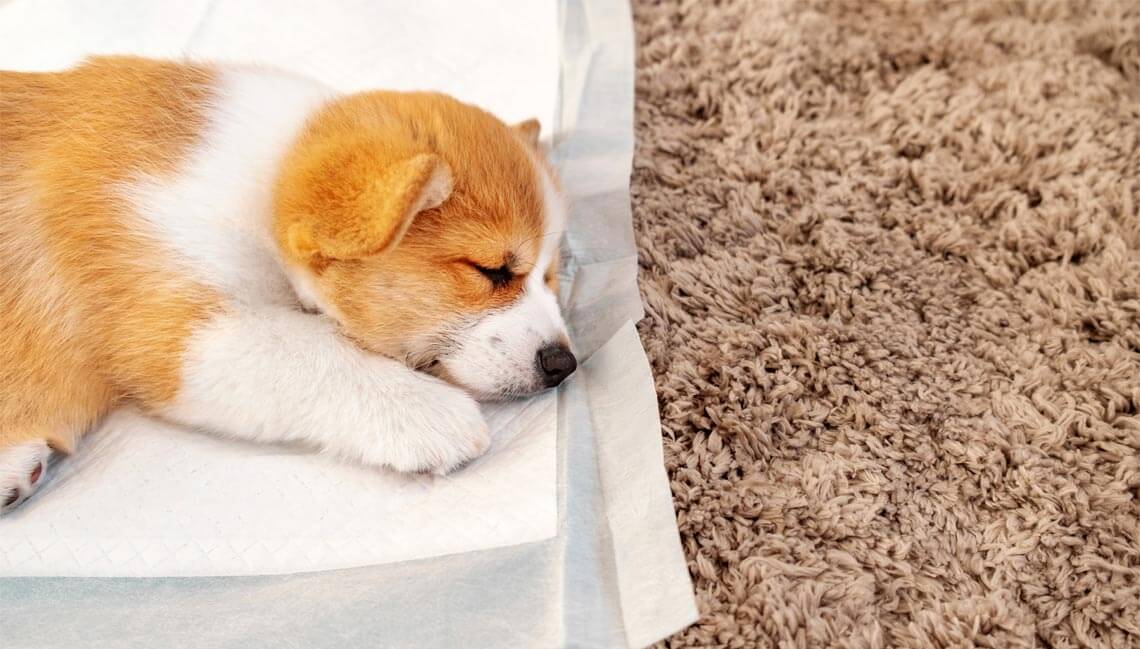 Щенок породы корги спит на пеленке