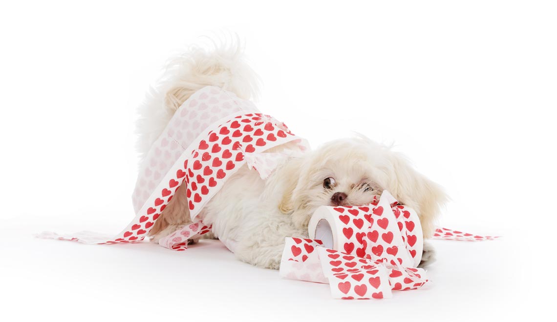 Щенок запутался в туалетной бумаге