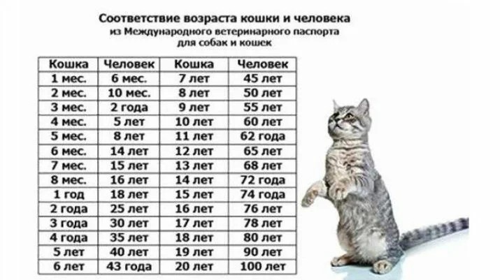 Соответствие возраста кошки и человека