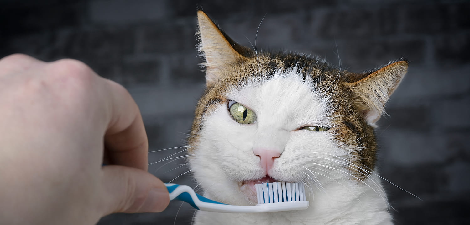 Как чистить зубы кошке