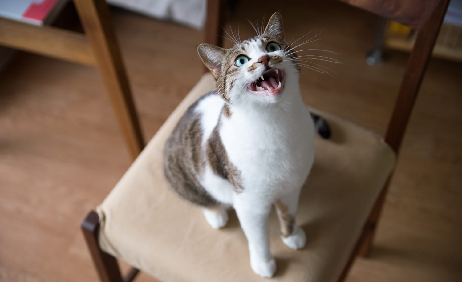 Когда стоит беспокоиться о мяуканье