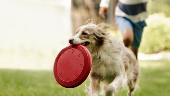 Collie running with frisbee
