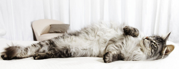 Сколько кошка вынашивает котят