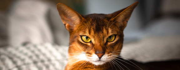 Фото рыжего кота
